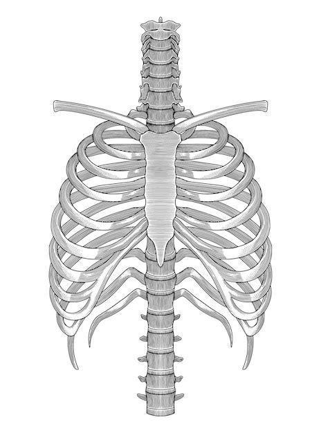 Premium Vector Human Rib Cage Hand Drawing Vintage Engraving Style