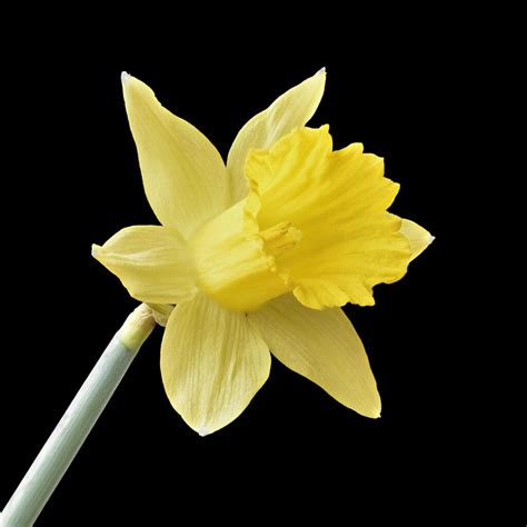 Tenby Daffodil National Botanic Garden Of Wales