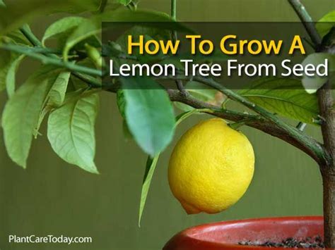 Once dried, plant the seeds about an inch deep in good potting soil and cover with clear plastic wrap. How To Grow a Lemon Tree From Seed | Gardening | Pinterest