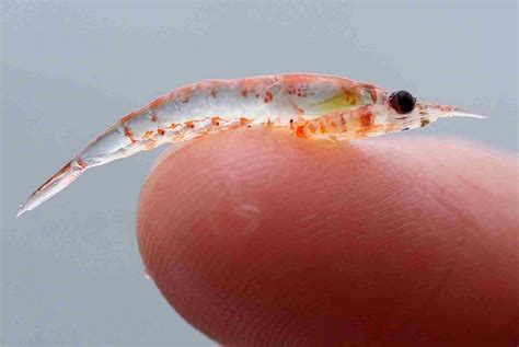 Sobre Pequenas Grandes Vidas Dia Internacional Do Krill Antártico