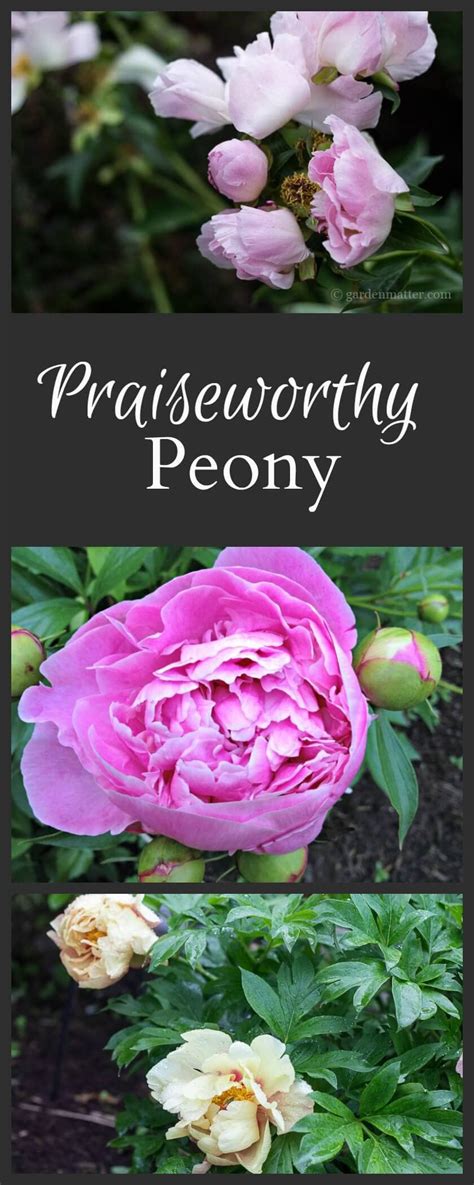 You'll learn the history of the plant, discover the different types of peonies available, and enjoy profiles of the best 194 varieties. Praiseworthy Peony - Finest Garden Flowers