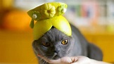 創意柚子帽！香港插畫家Emily巧思讓愛貓逗趣上身