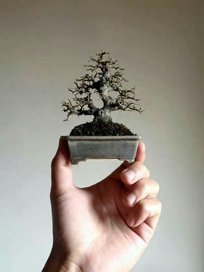 Pin By Sara Baicker Mckee On Bonsai In 2023 Bonsai Tree Care Mini