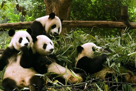 The Giant Panda Chinas Western Provinces China