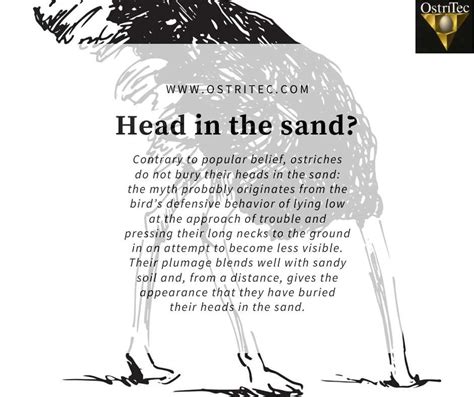 Ostriches Head In Sand Myth