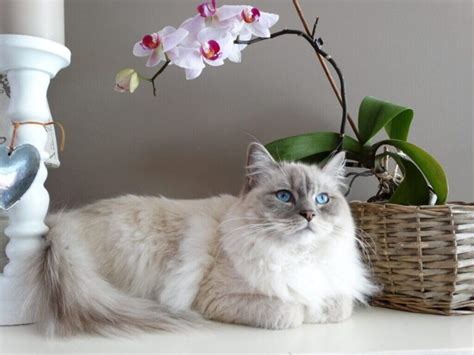 10 Cutest Cat Breeds That You Love To Adopt Them