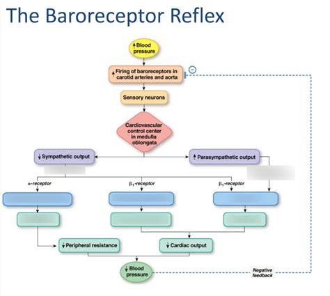The Baroreceptor Reflex Diagram Quizlet