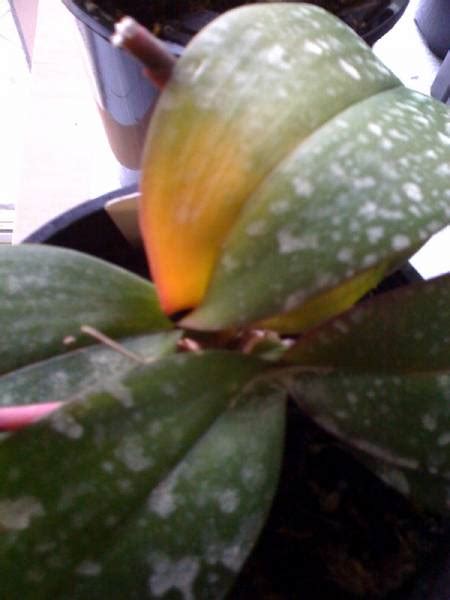 Is This Crown Rot On A Phal And Is It Salvageable Orchid Board Most Complete Orchid Forum On