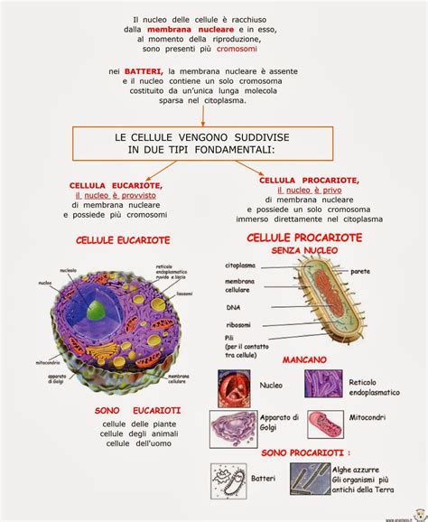 Paradiso Delle Mappe Le Cellule Eucariote E Procariote Human Body