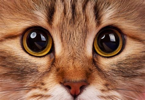 How Long Do Cats Eyes Stay Dilated After Surgery What To Expect