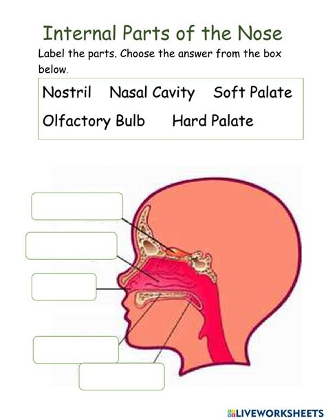 Worksheets For Grade 3 Science Worksheets Parts Of The Nose Soft