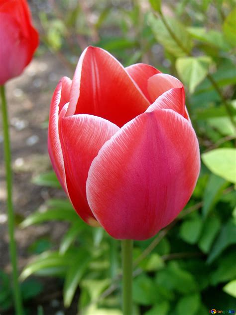 Beautiful Tulip Free Image № 5249