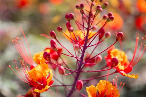 Phoenix Flowers Flickr Photo Sharing