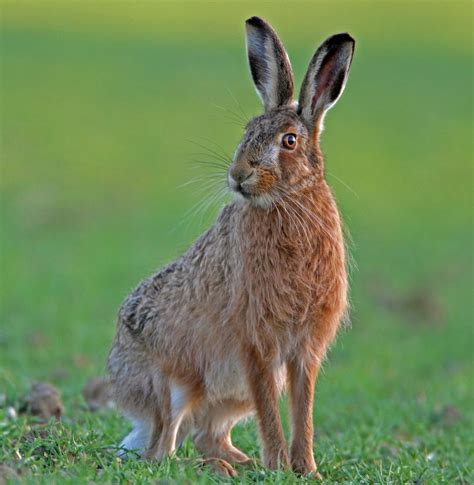 Brown Hare Brown Hares Have Long Ears With Black Tips And They Have