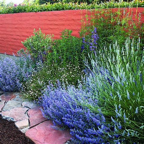 The distinct frangrance of petunias makes them ideal for massing in planter boxes edging a terrace and in window goxes or. Sunny border for three seasons - Sunset Magazine