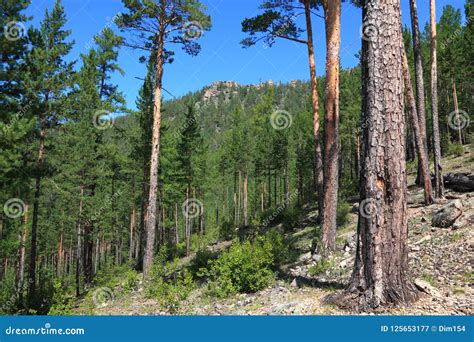 Siberian Taiga Stock Image Image Of Taiga Landscape 125653177