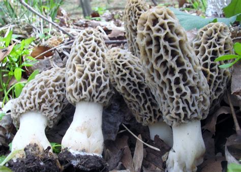 Wild Mushrooms Ohioline