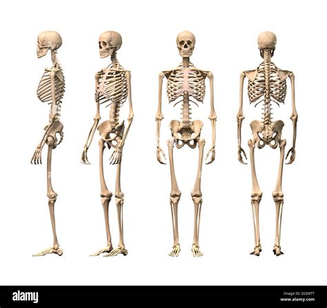 Human Skeleton Diagram Back