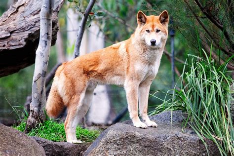 Australian Dingo Dogpictures Dogs Aww Cuteanimals Dogsoftwitter