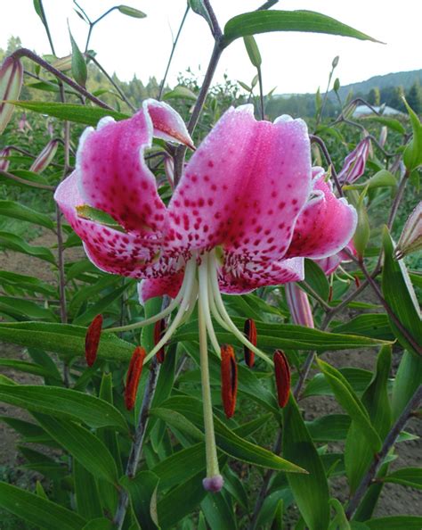 Lilium Speciosum Uchida
