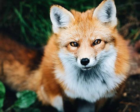 9 Cute Pictures Of Red Foxes