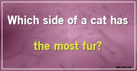 Which Side Of A Cat Has The Most Fur