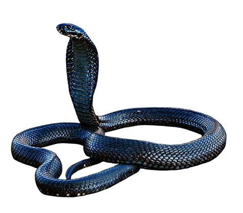 Black Mamba Png Pic Png All Png All