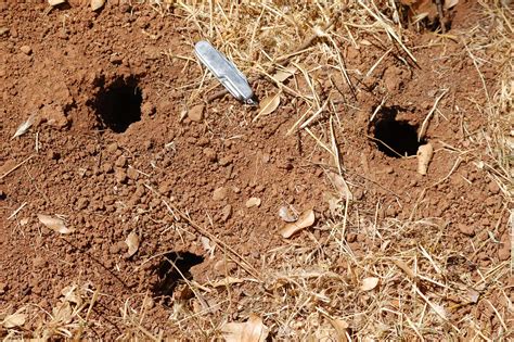 Insect Digging Holes In Lawn A Pictures Of Hole 2018
