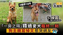 錯過愛犬臨終一刻 留下遺憾 狗主親寫悼文 惹哭網友 - 晴報 - 寵物 - 寵物熱話 - D190827