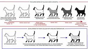 Ragdoll Cat Size Chart