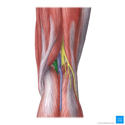 Popliteal Artery Anatomy Branches Location And Course Kenhub