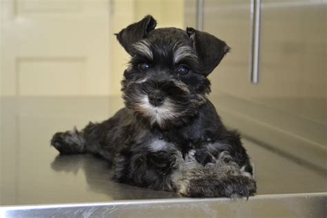 5 5 Months Old Superior Miniature Schnauzer Dog Puppy For Sale Or