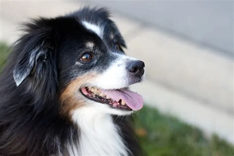 Do Australian Shepherds Shed Find Out Now Pet Advisers