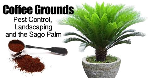 Fresh coffee grounds still have most of their caffeine content as well as the acid. Coffee Grounds, Pest Control, Landscaping and the Sago Palm