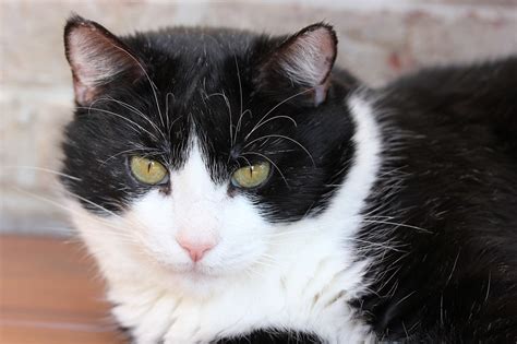 Whether the notorious tuxitude is a real thing and whether the kitty's personality matches its looks, that depends on the breed, the pet. The Tuxedo Cat - Keeping Cats Indoors