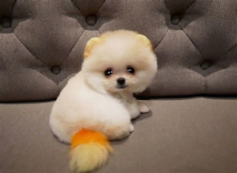 Teacup pom pups are akc registered cuddly, happy, and fluffy. Tiny Teacup puppies for sale | white pomeranian puppies ...