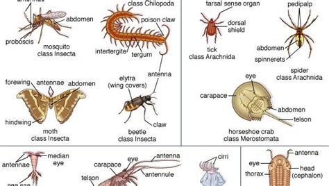 Arthropod Structure And Classification Britannica