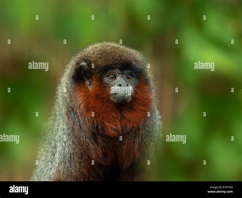 Coppery Titi Monkey Callicebus Cupreus Captive Stock Photo Alamy