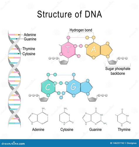 Estrutura Do Adn Phosphatebackbone Da Adenina Do Cytosine Do Thymine Da Guanina Do Açúcar E