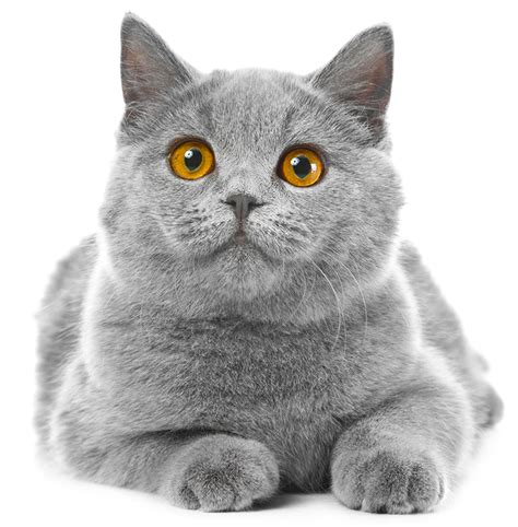 British Blue Cat A Complete Guide To The British Shorthair Blue