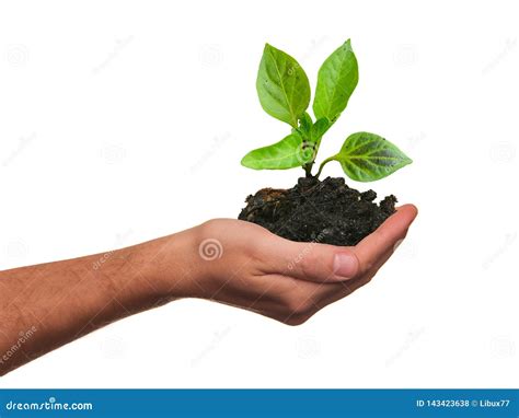 Hand Holding Young Plant And Soil Isolated Concept Of Care Or Growing