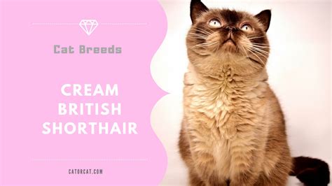 Cream British Shorthair Breed Facts History And
