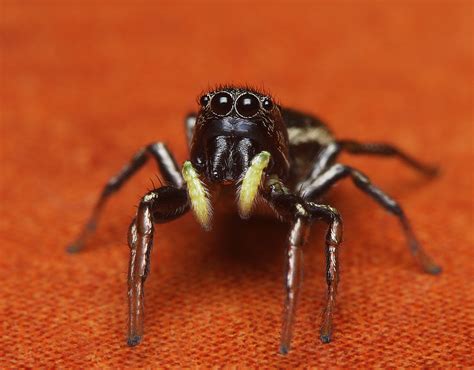 Jumping Spider Heliophanus Sp Lukas Jonaitis Flickr