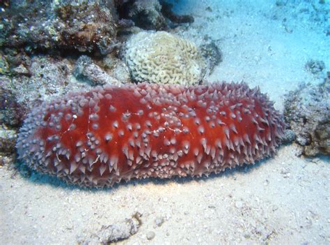 Holothuroidea Sea Cucumber Photos