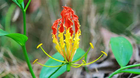 Check spelling or type a new query. state flower Tamil nadu, Flame Lily, Fire Lily, State ...