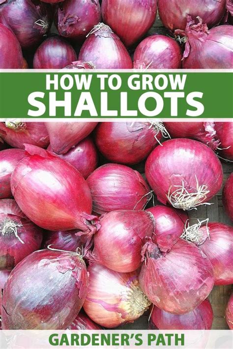 How To Plant And Grow Shallots Gardeners Path