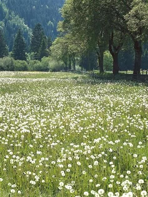 Pin By Tonya Clymer On Garden Meadow Wild Flowers Nature