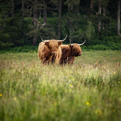 Domestic Scottish Highland Cattle Walk On Nature Stock Image Image