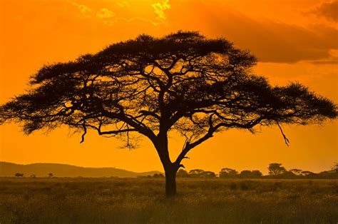 An Acacia Tree Serengeti National Park Tanzania Blaine Harrington