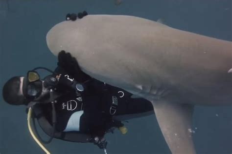 Watch Blondie The Lemon Shark Gets A Rub Down From Driver